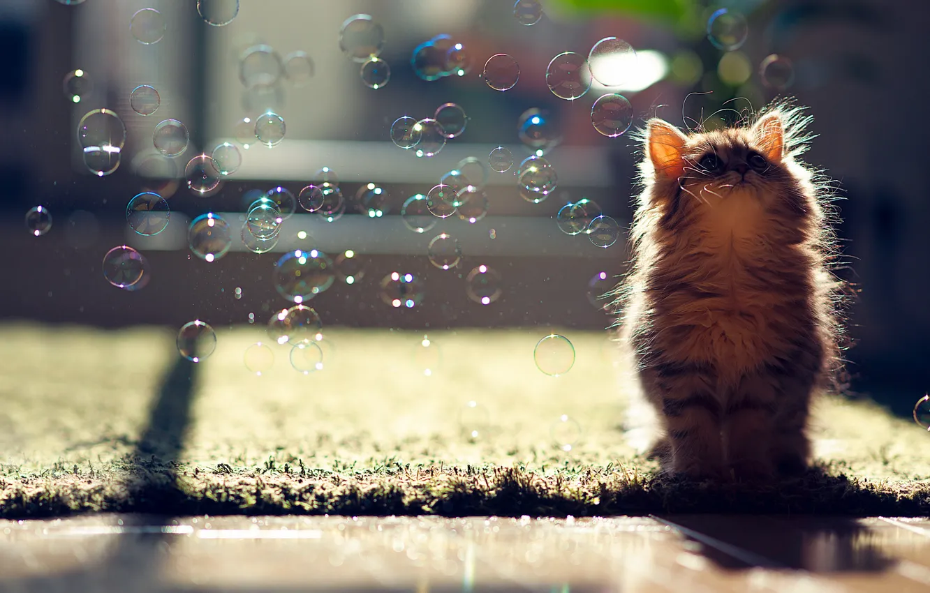 Photo wallpaper cat, bubbles, Daisy, © Ben Torode, soap