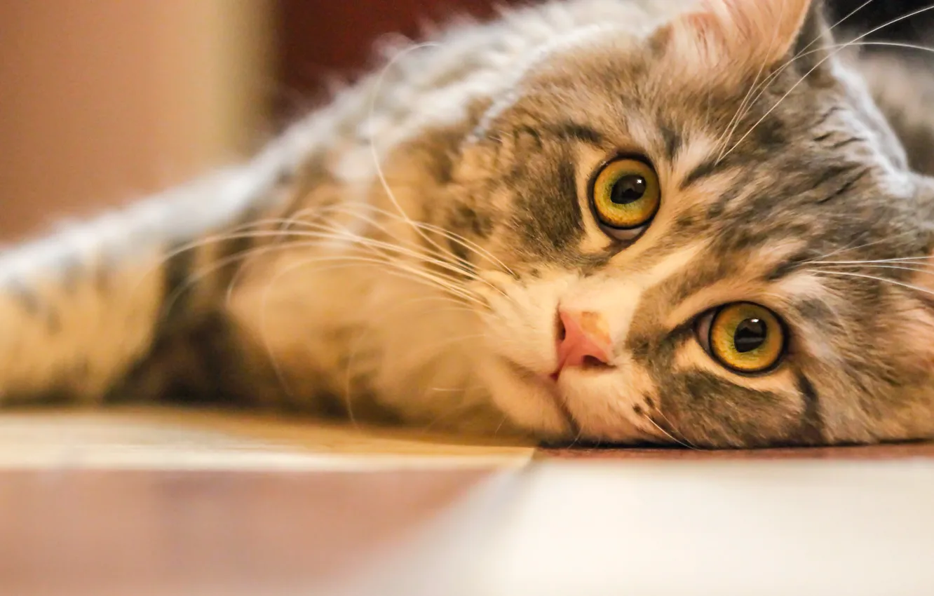 Photo wallpaper cat, eyes, cat, look, lies