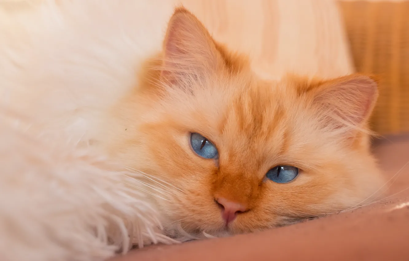 Photo wallpaper cat, cat, look, pose, portrait, fluffy, red, lies