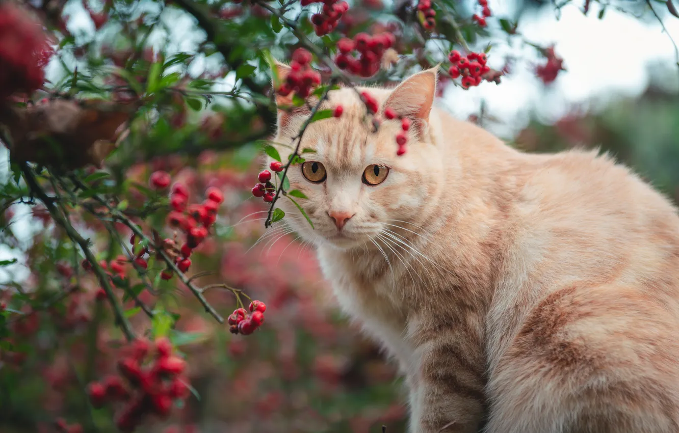 Photo wallpaper autumn, cat, cat, look, face, branches, berries, portrait