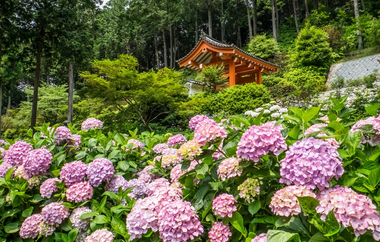 Photo wallpaper trees, flowers, Japan, temple, Japan, gazebo, Kyoto, Kyoto