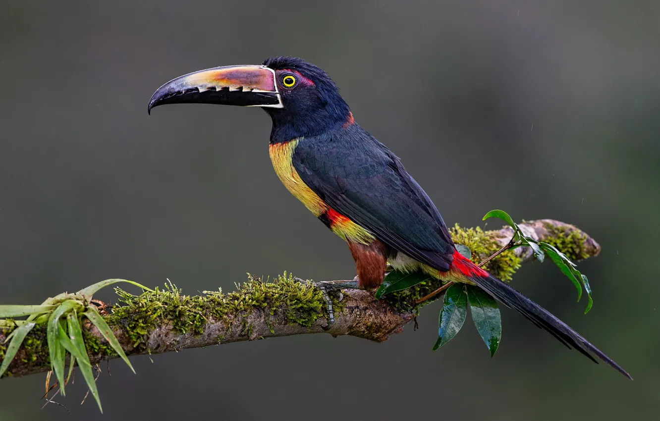 Photo wallpaper branches, background, bird, Toucan, Collared aracari