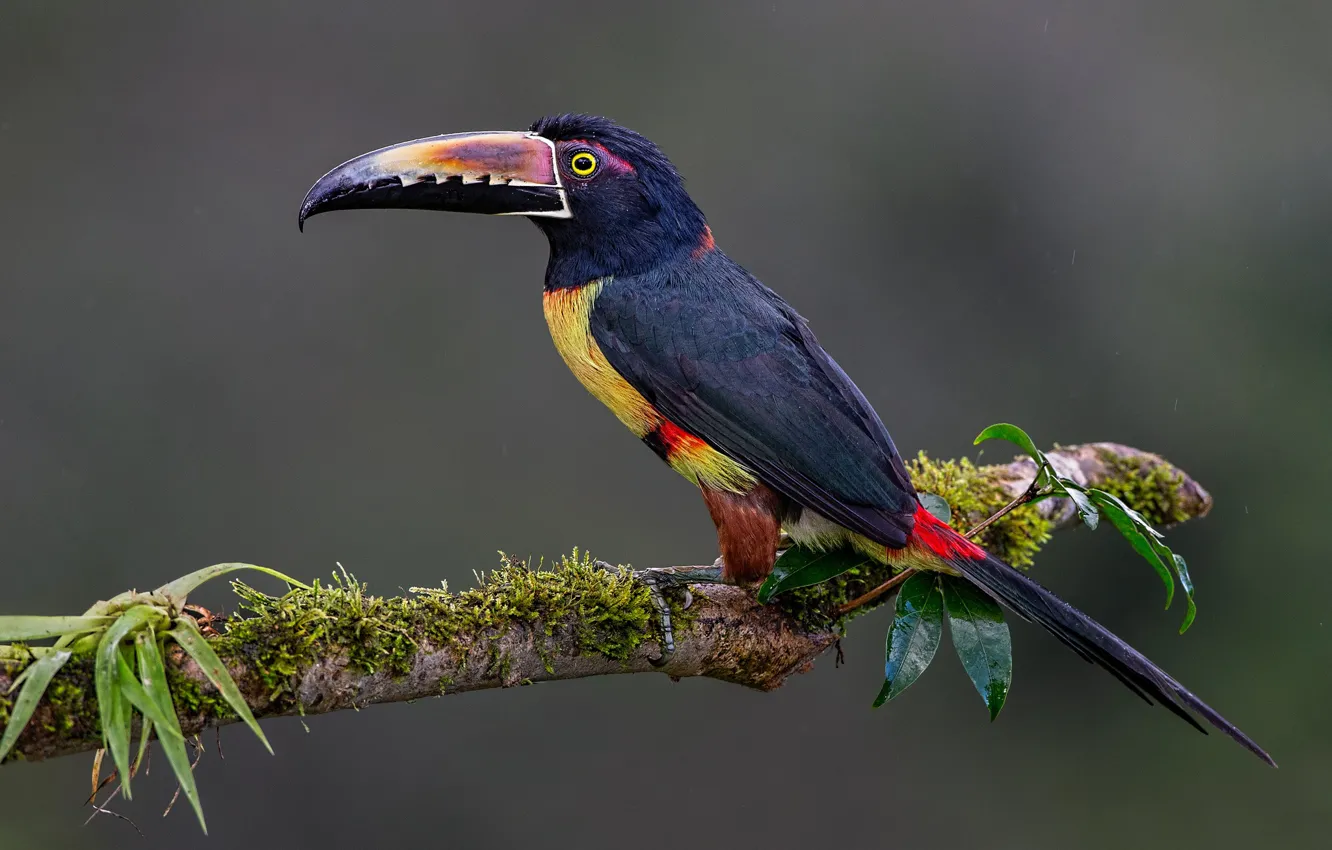 Photo wallpaper background, bird, branch, Toucan, Collared aracari