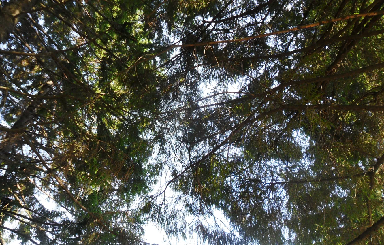 Photo wallpaper the sky, trees, nature