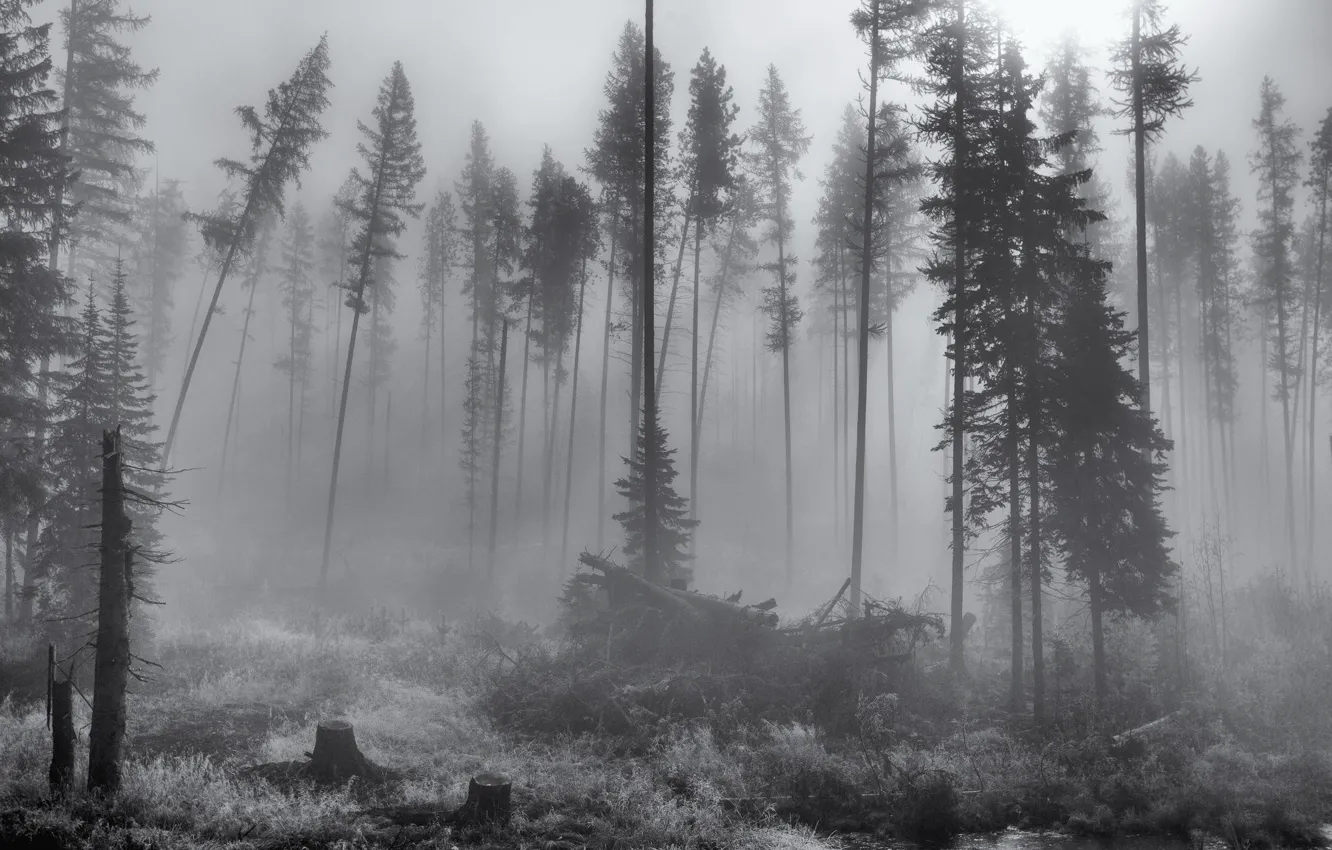 Photo wallpaper forest, trees, nature, fog, black & white, black and white, monochrome