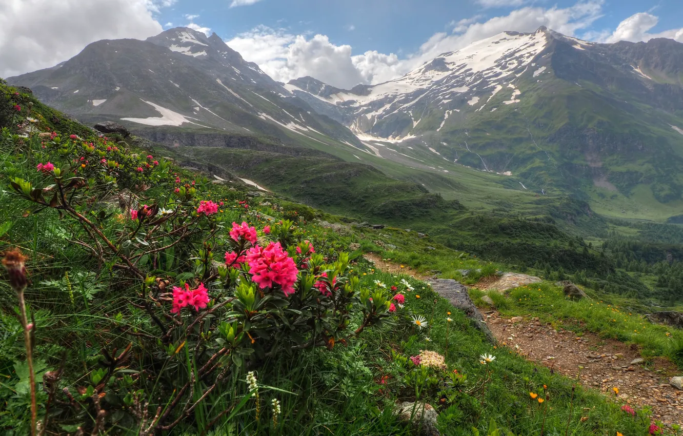 Photo wallpaper Flowers, Nature, Mountains, Austria, Panorama, Nature, Grass, Flowers