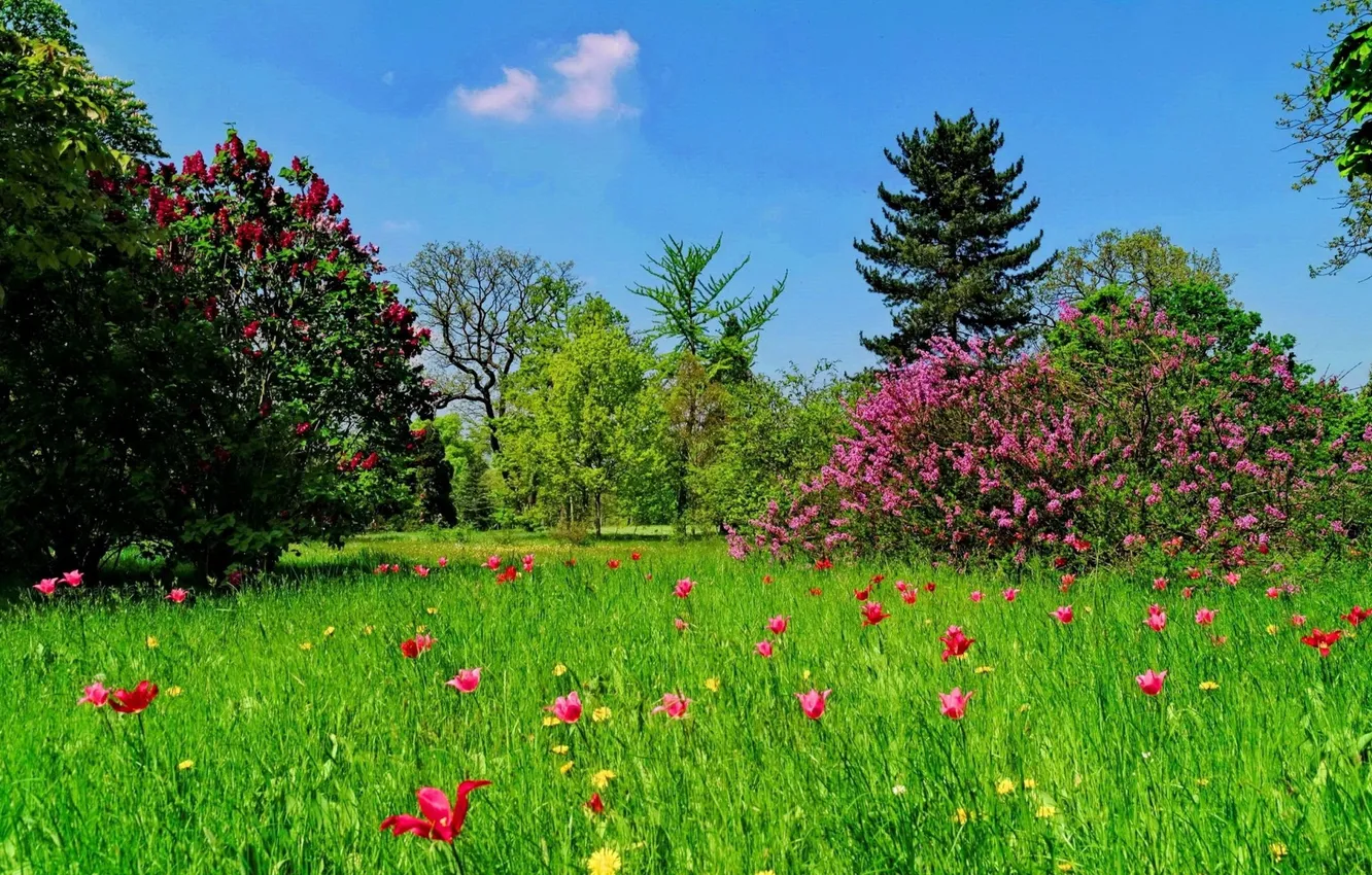 Photo wallpaper forest, the sky, grass, clouds, trees, landscape, flowers, nature