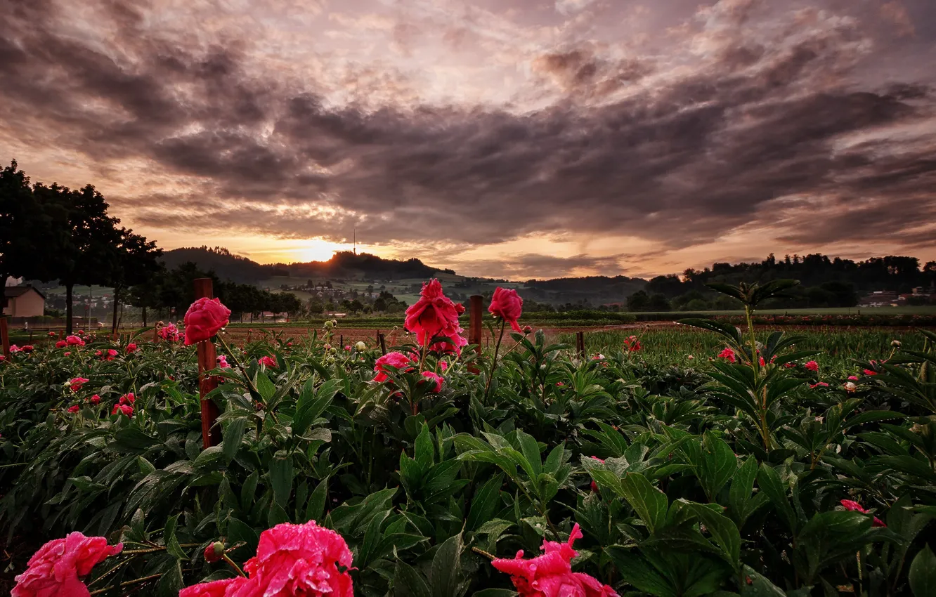 Photo wallpaper field, the sky, the sun, clouds, trees, flowers, Rosa, dawn