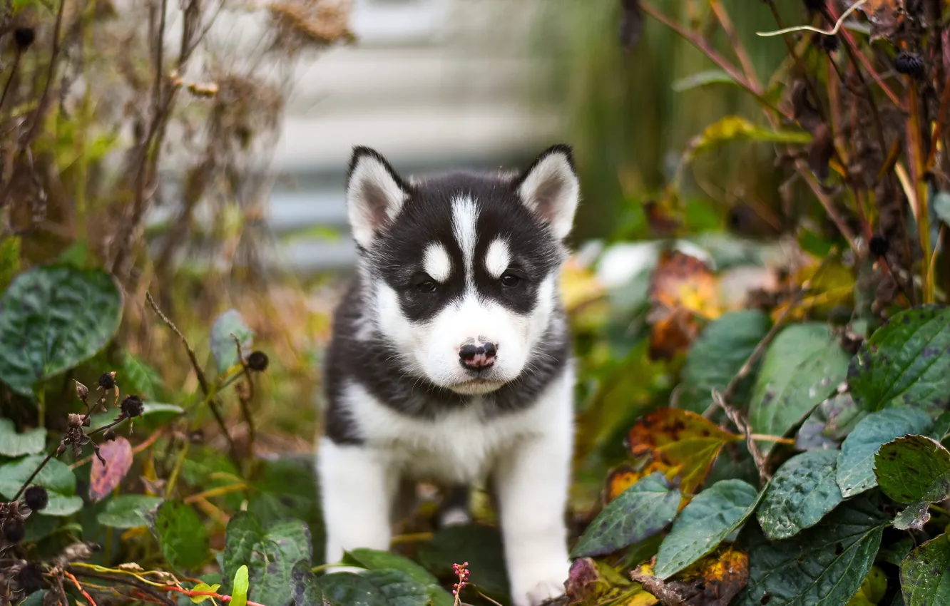 Photo wallpaper leaves, pose, background, plant, dog, garden, baby, puppy