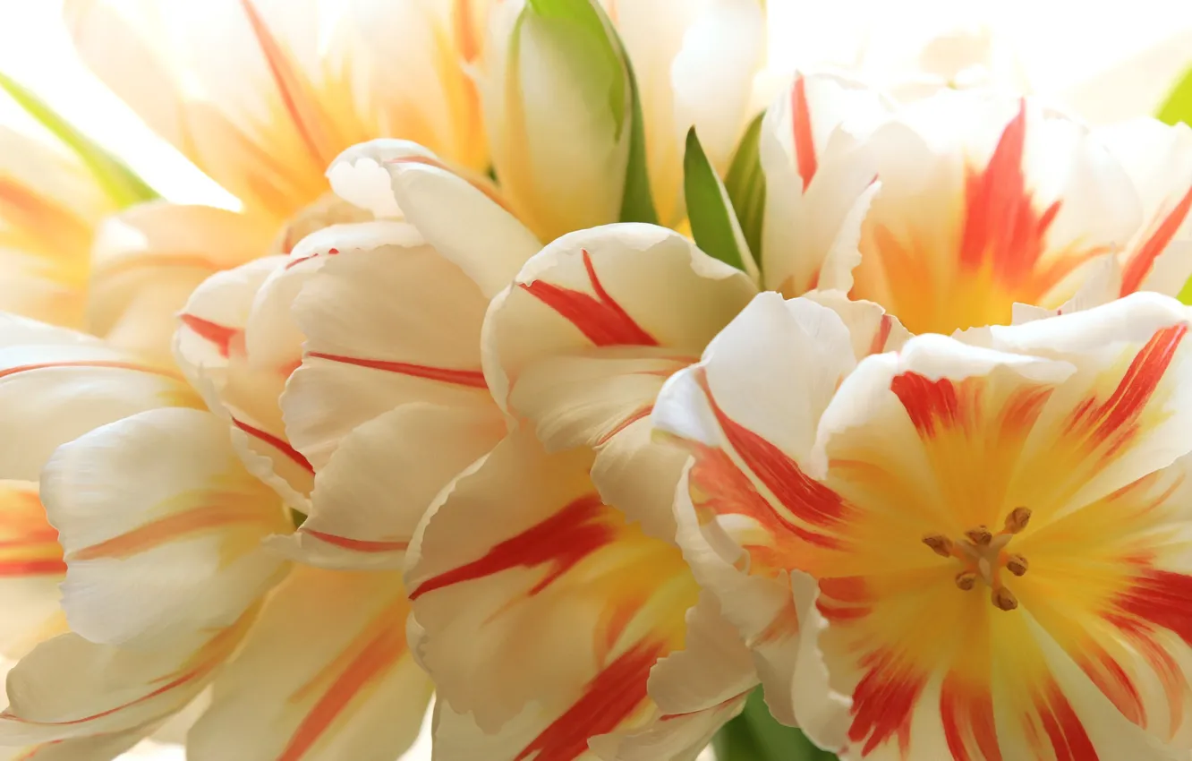 Photo wallpaper macro, tulips, striped
