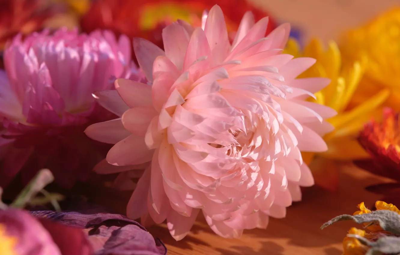 Photo wallpaper macro, flowers, table, pink, bokeh, Helichrysum, Helichrysum