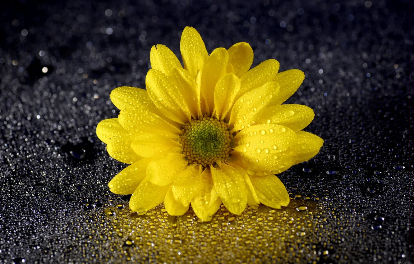 Photo wallpaper flower, drops, reflection, petals