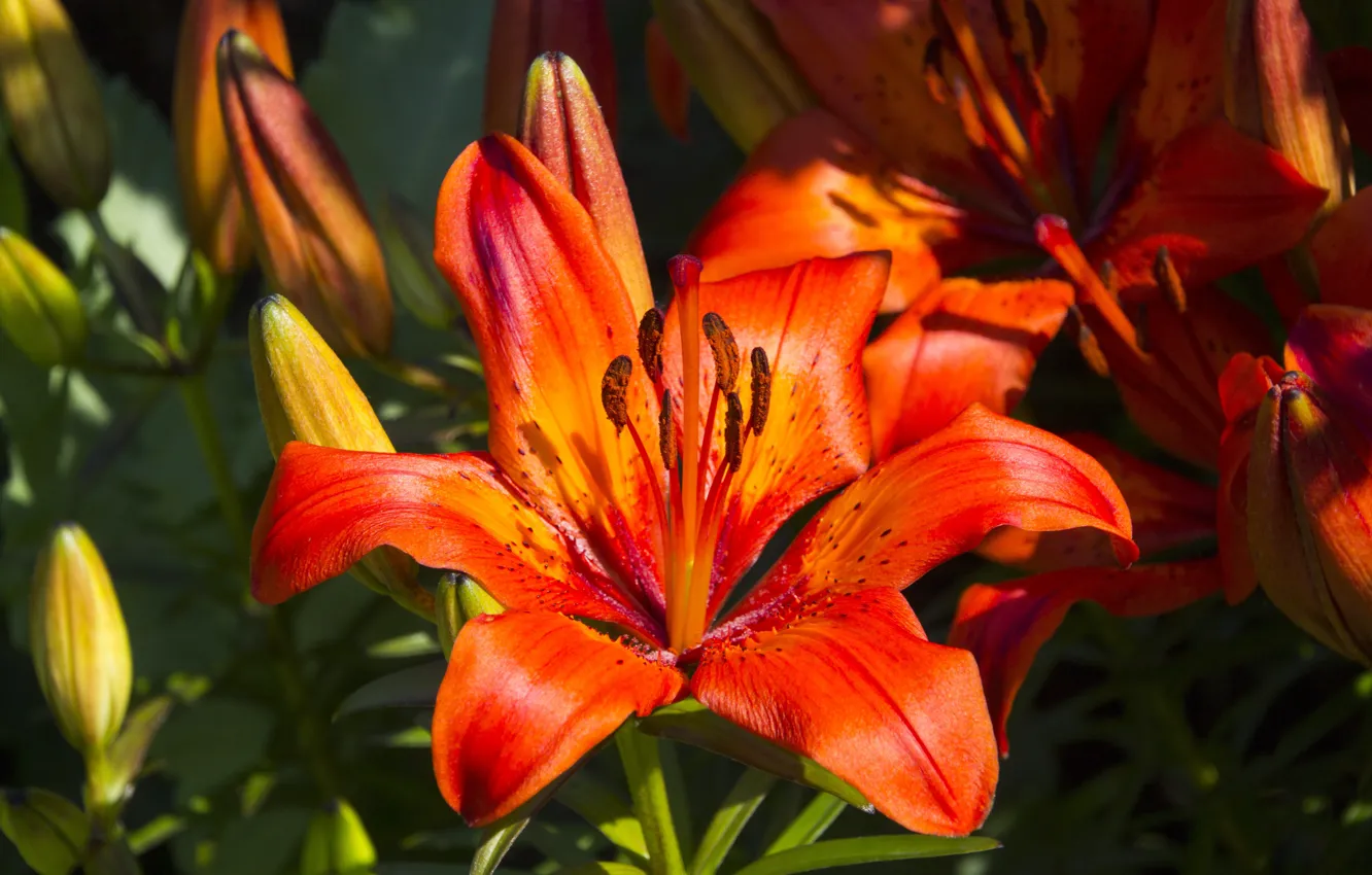 Photo wallpaper macro, light, flowers, orange, red, bright, Lily, stamens