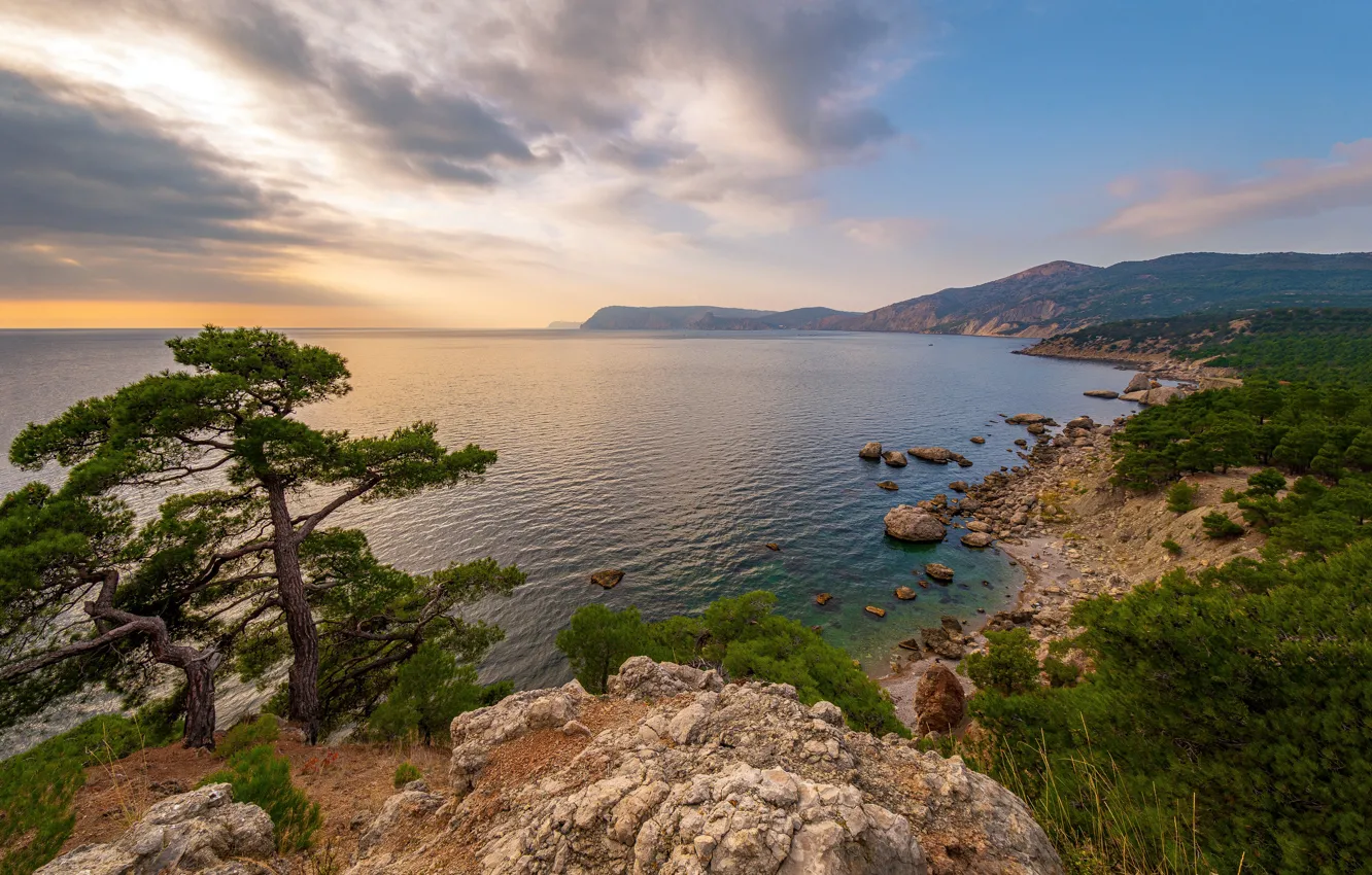 Photo wallpaper sea, trees, coast, pine, Russia, Crimea, The black sea, The Natural Boundary Ajazma Neither