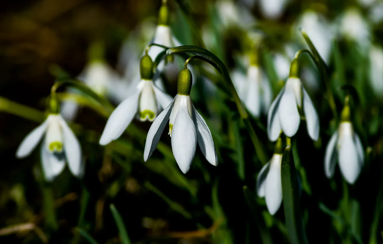 Photo wallpaper flowers, nature, spring, snowdrops