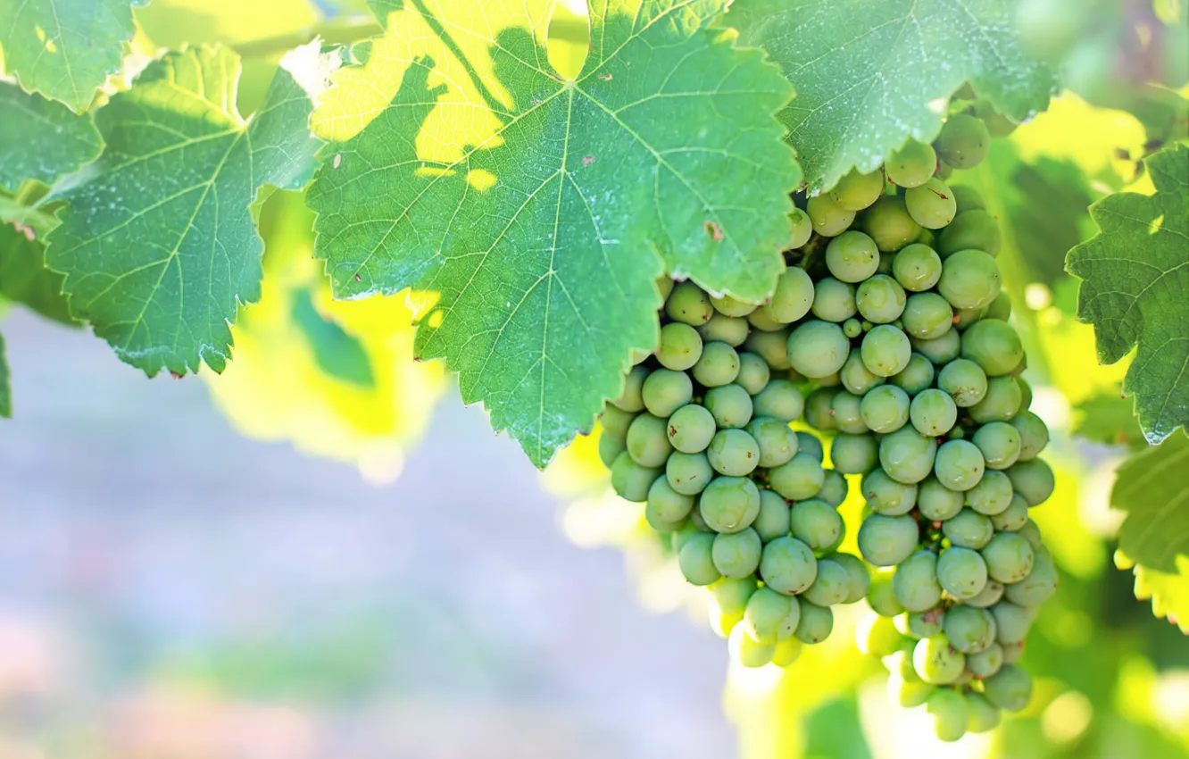 Photo wallpaper green, grapes, vineyard, immature