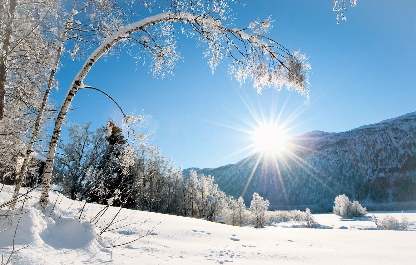 Photo wallpaper winter, frost, field, forest, the sky, the sun, rays, light
