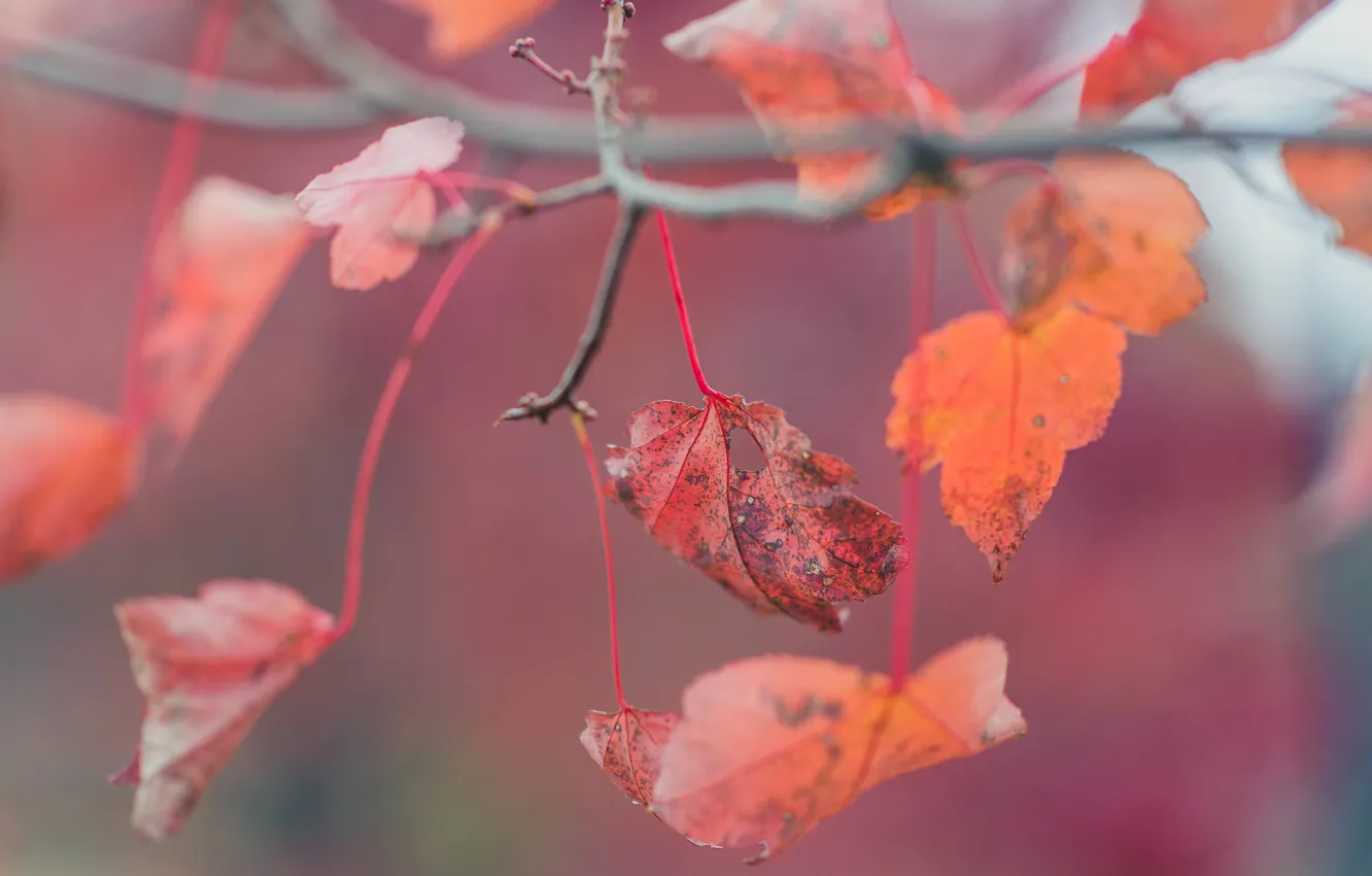 Photo wallpaper autumn, leaves, red, leaves