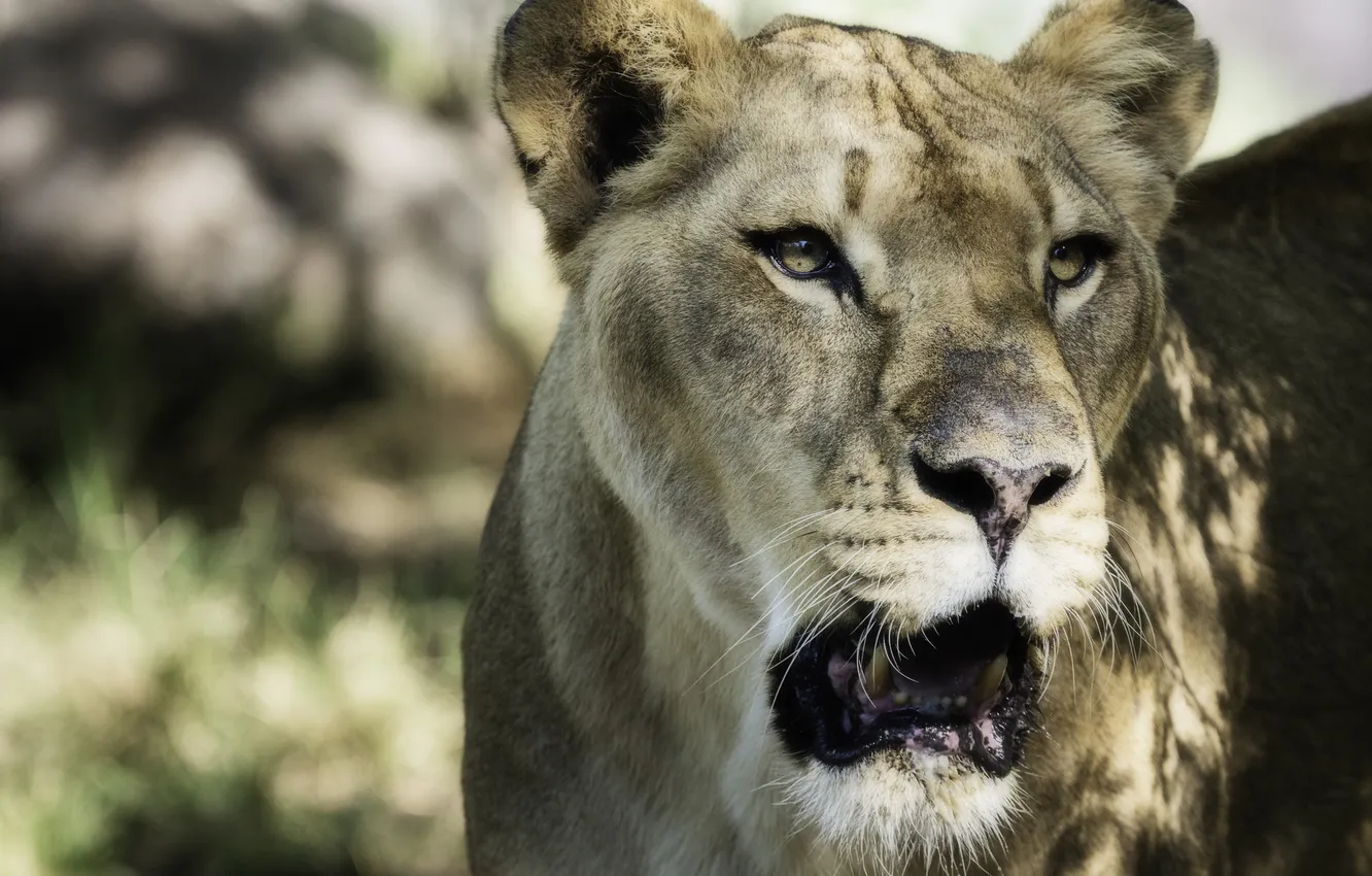 Photo wallpaper cat, face, shadow, lioness