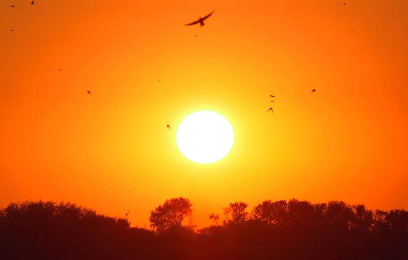 Photo wallpaper sunset, nature, bird