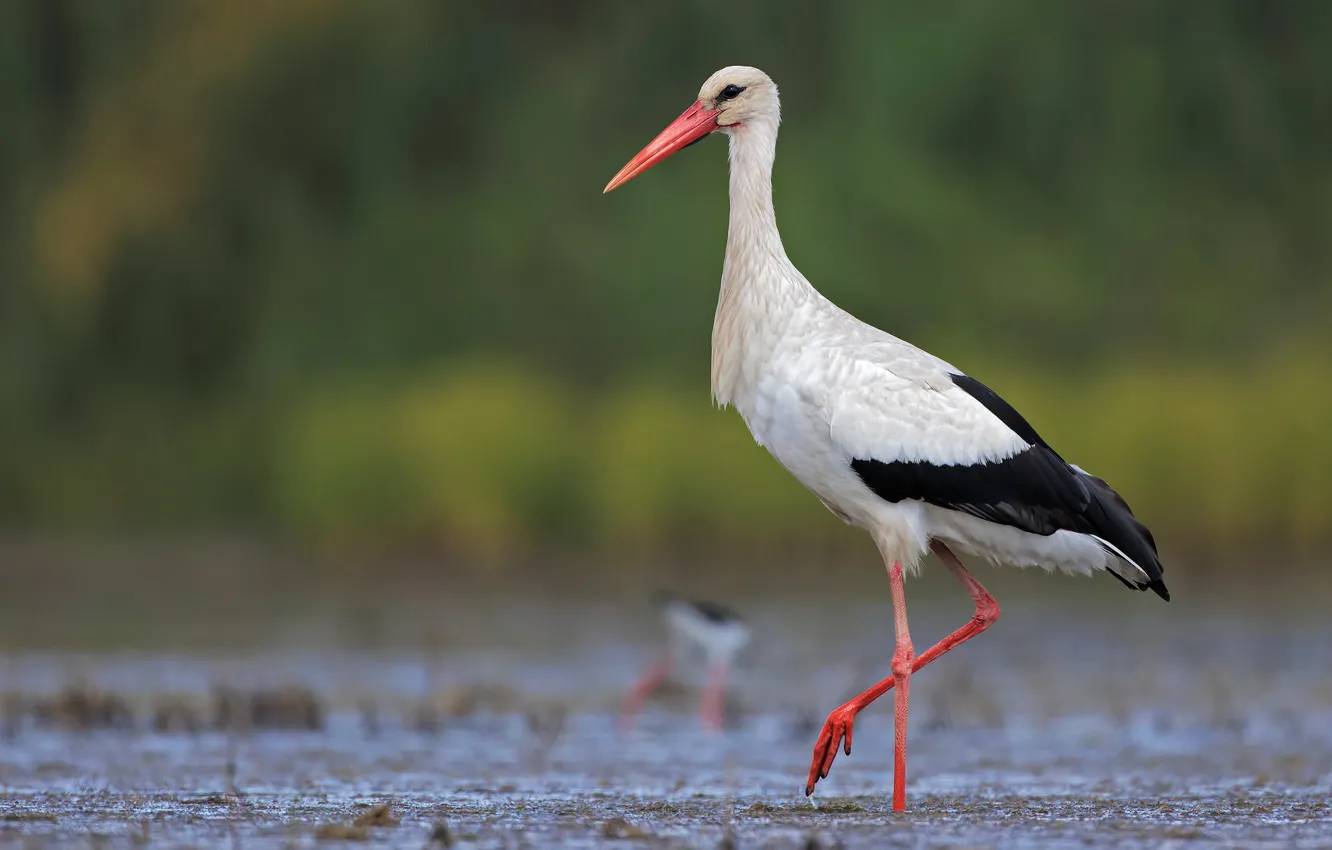 Photo wallpaper bird, beak, neck, white stork
