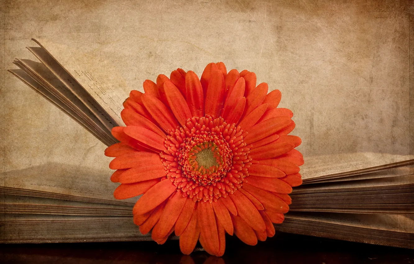Photo wallpaper flower, style, background, book