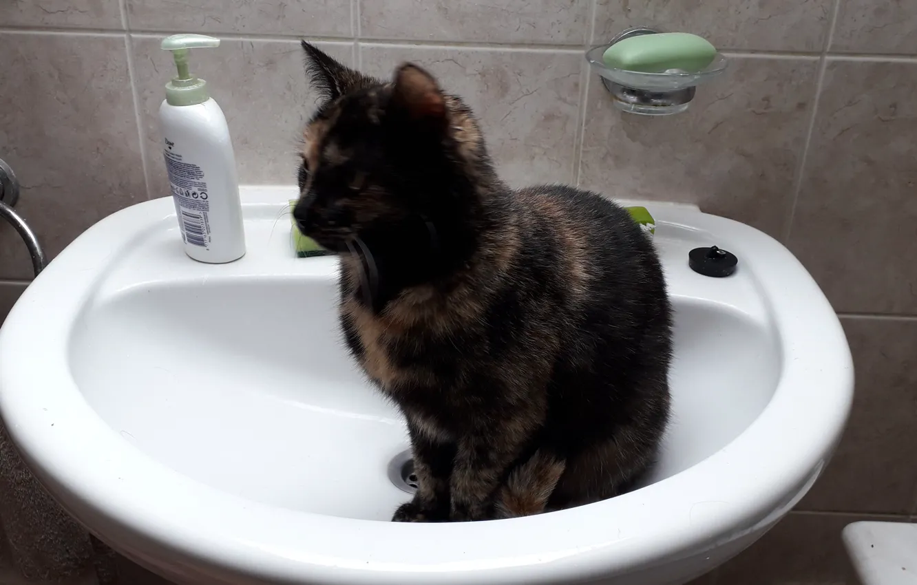 Photo wallpaper cats, bathroom, wash-basin