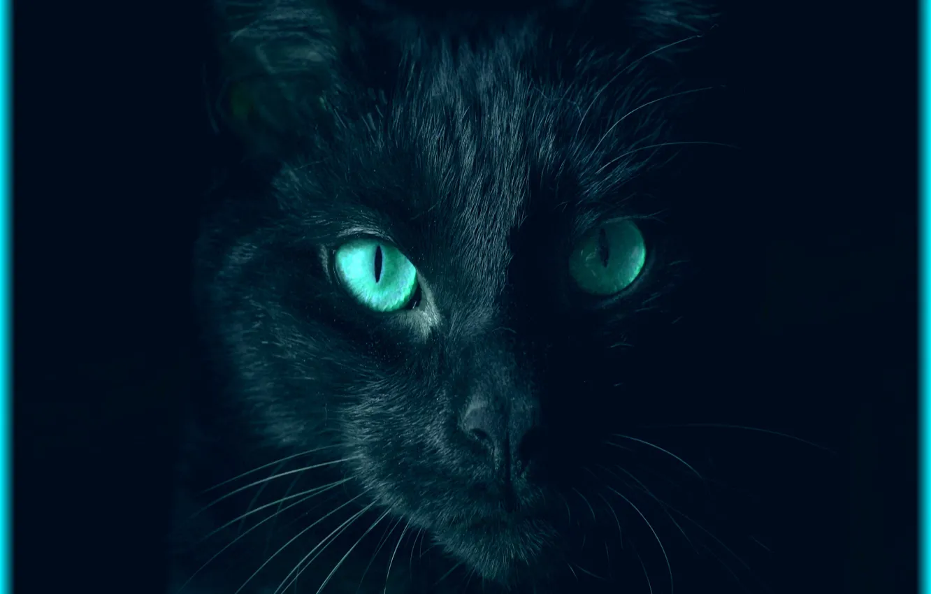 Photo wallpaper cat, eyes, look, color