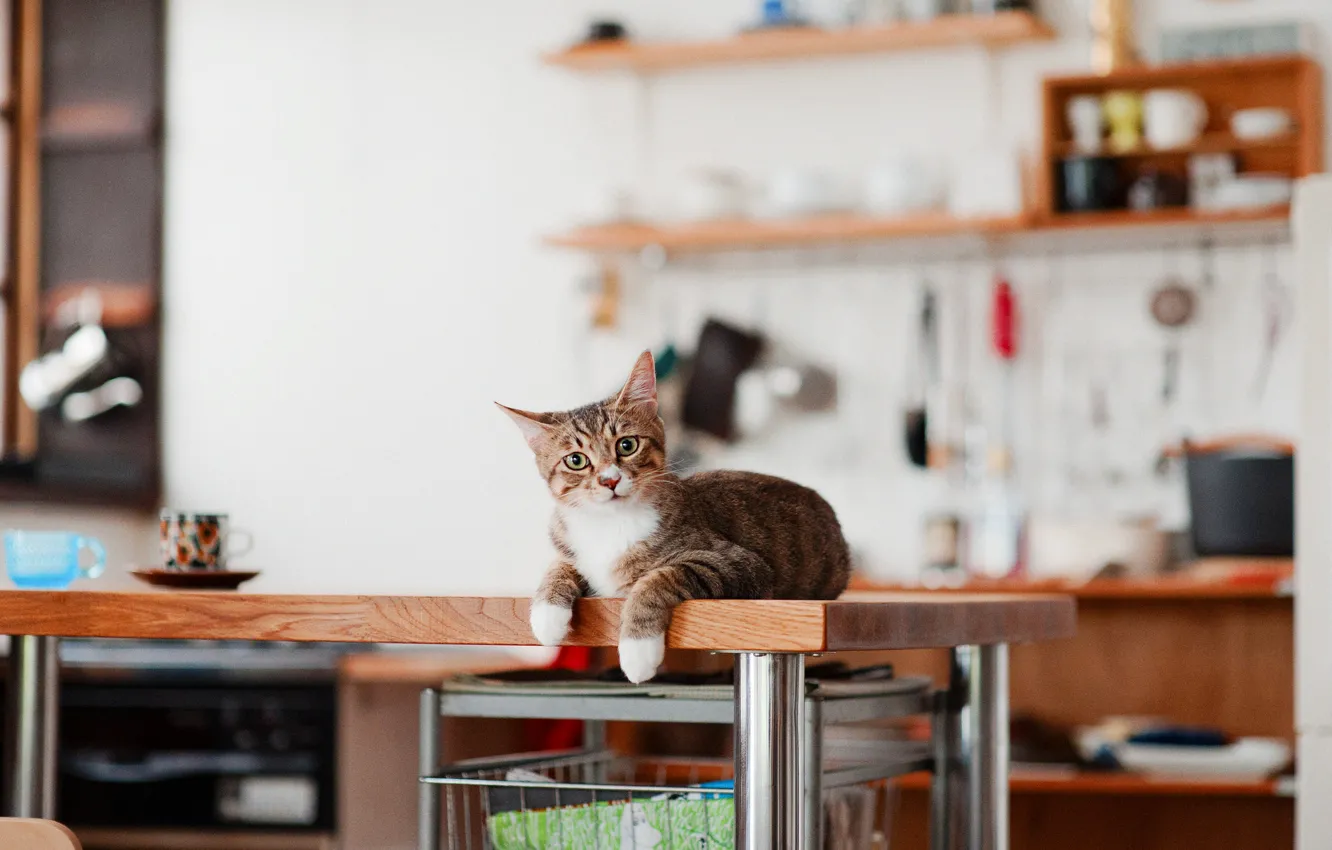 Photo wallpaper cat, cat, look, table, kitchen, dishes