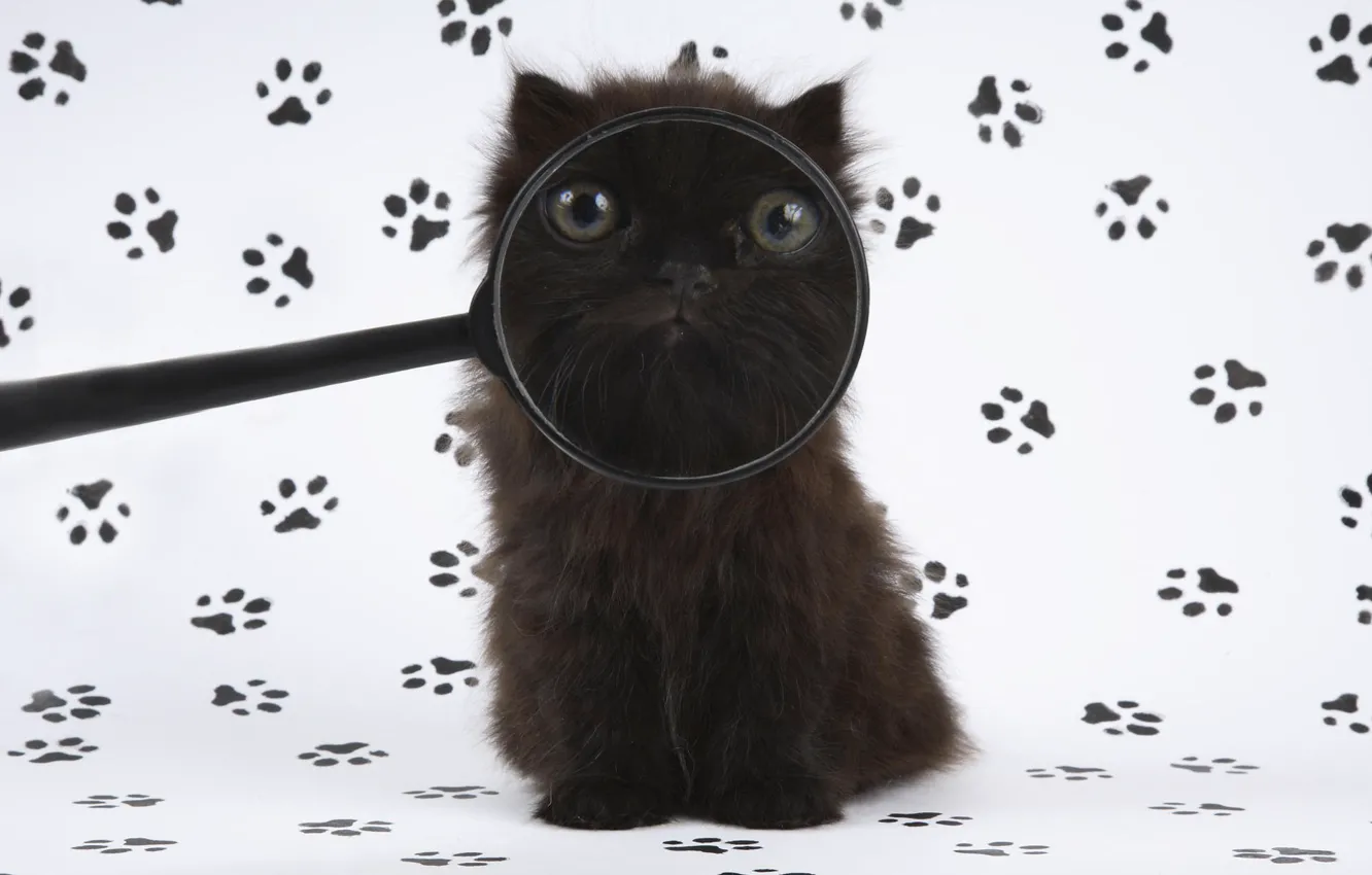 Photo wallpaper traces, kitty, humor, magnifier