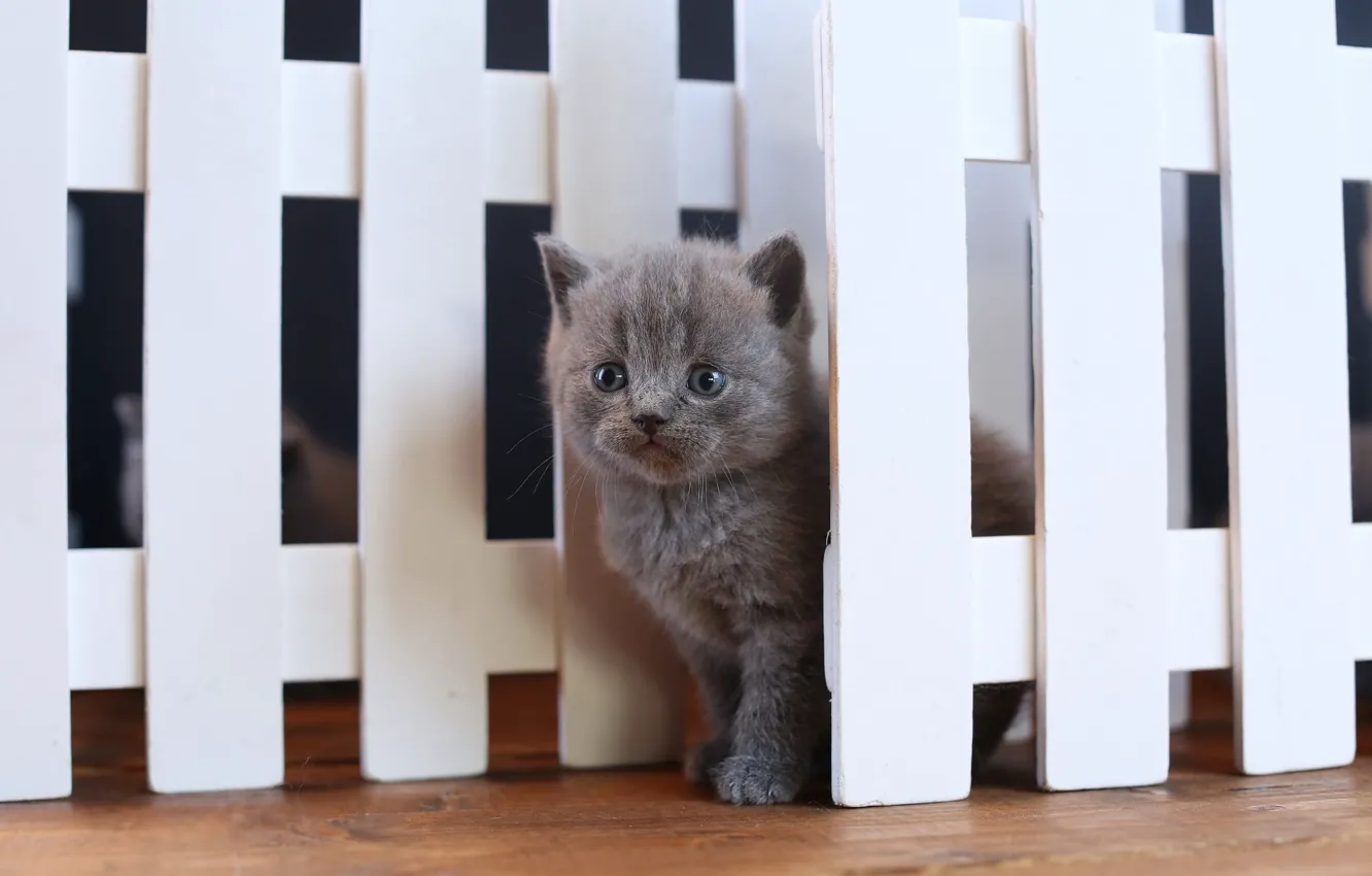 Photo wallpaper the fence, baby, kitty, British