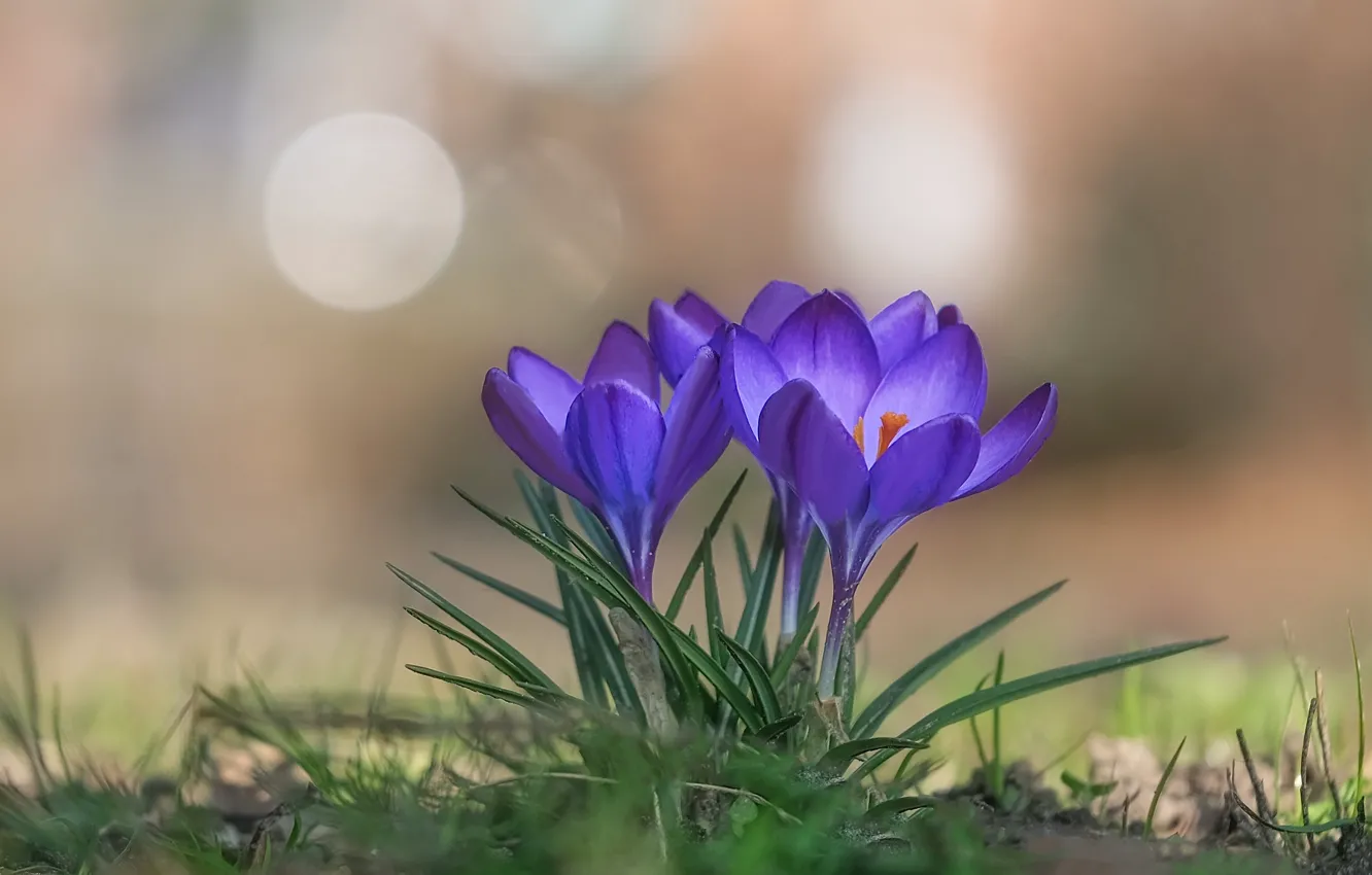 Photo wallpaper background, spring, crocuses, saffron