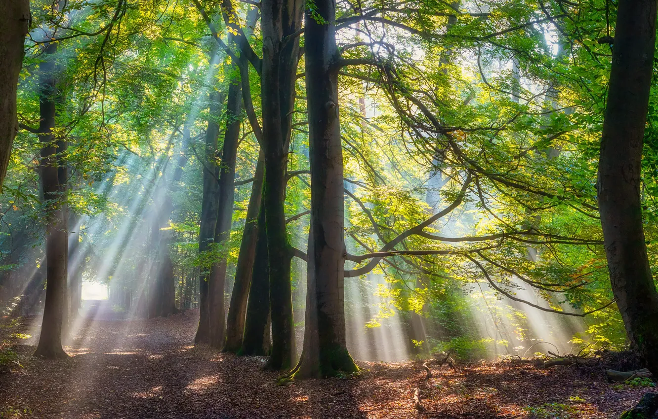 Photo wallpaper greens, forest, the sun, rays, light, trees, nature, fog