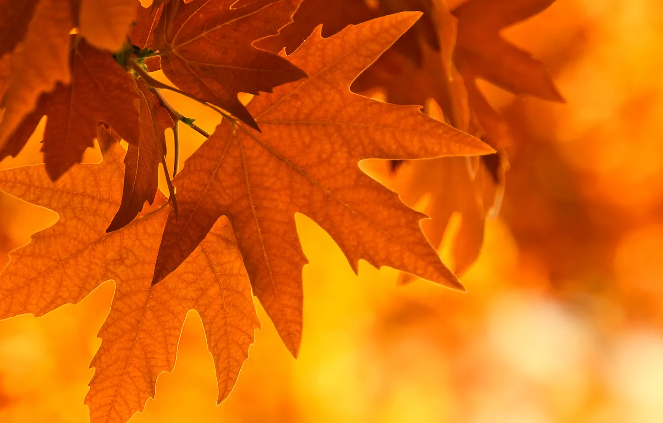 Photo wallpaper autumn, leaves, light, branches, maple