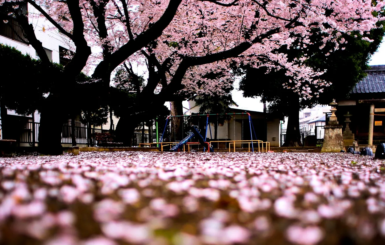 Photo wallpaper macro, trees, background, tree, pink, widescreen, Wallpaper, Sakura