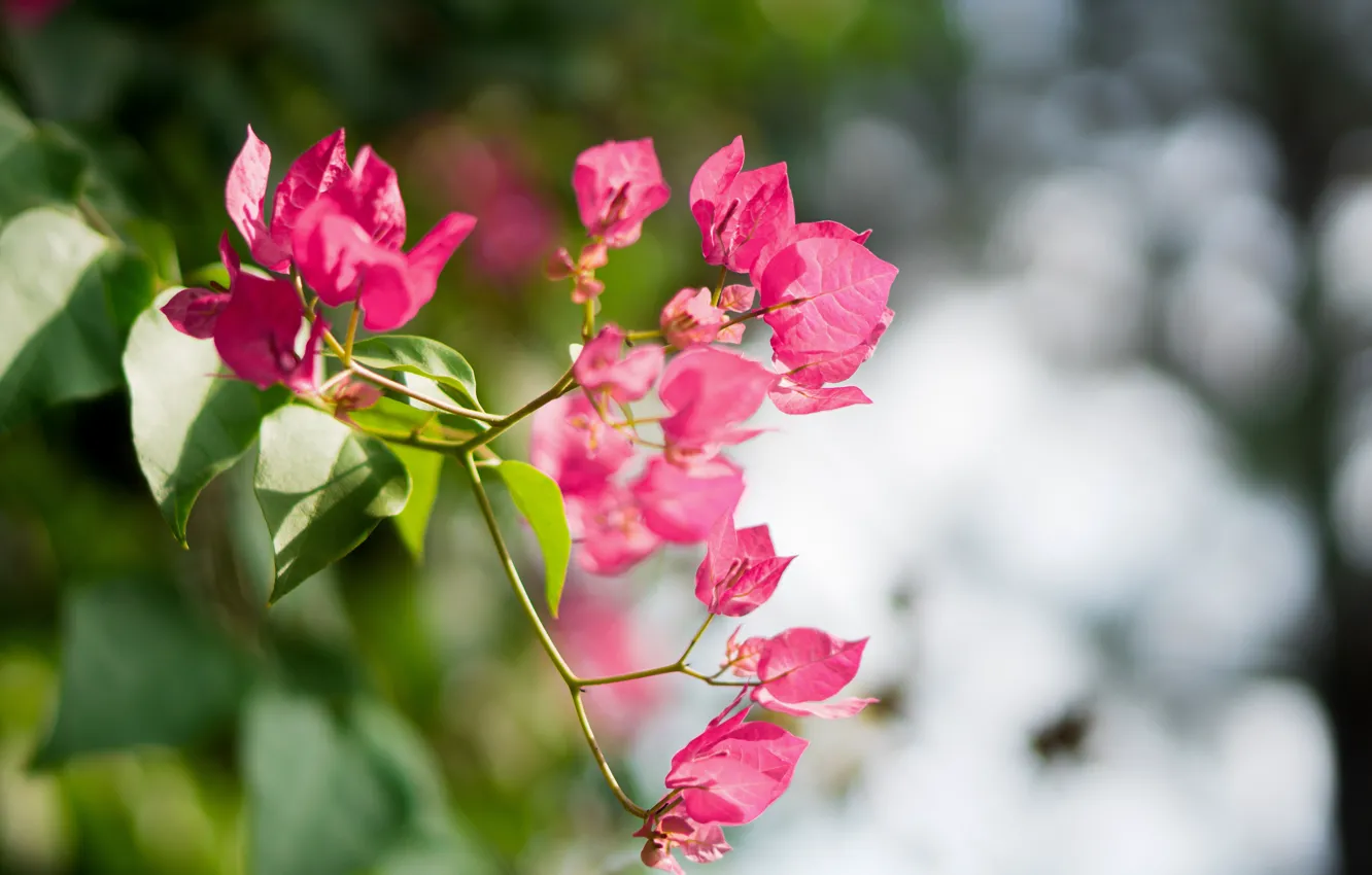 Photo wallpaper wallpaper, Sony, flower, nature, beauty, spring, natural, Landscap