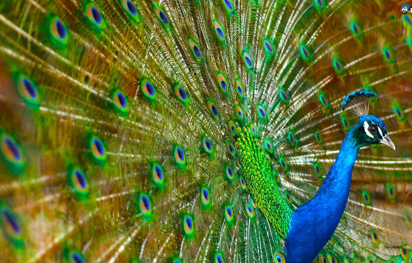 Photo wallpaper colorful, bird, peacock
