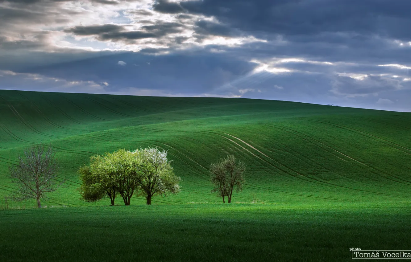 Photo wallpaper field, the sky, rays, trees, nature, spring