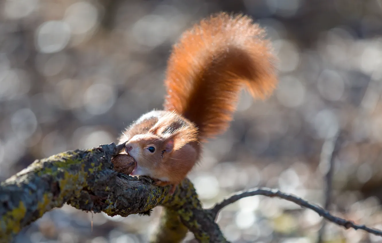 Photo wallpaper branches, nature, animal, protein, nuts, bokeh, animal, rodent