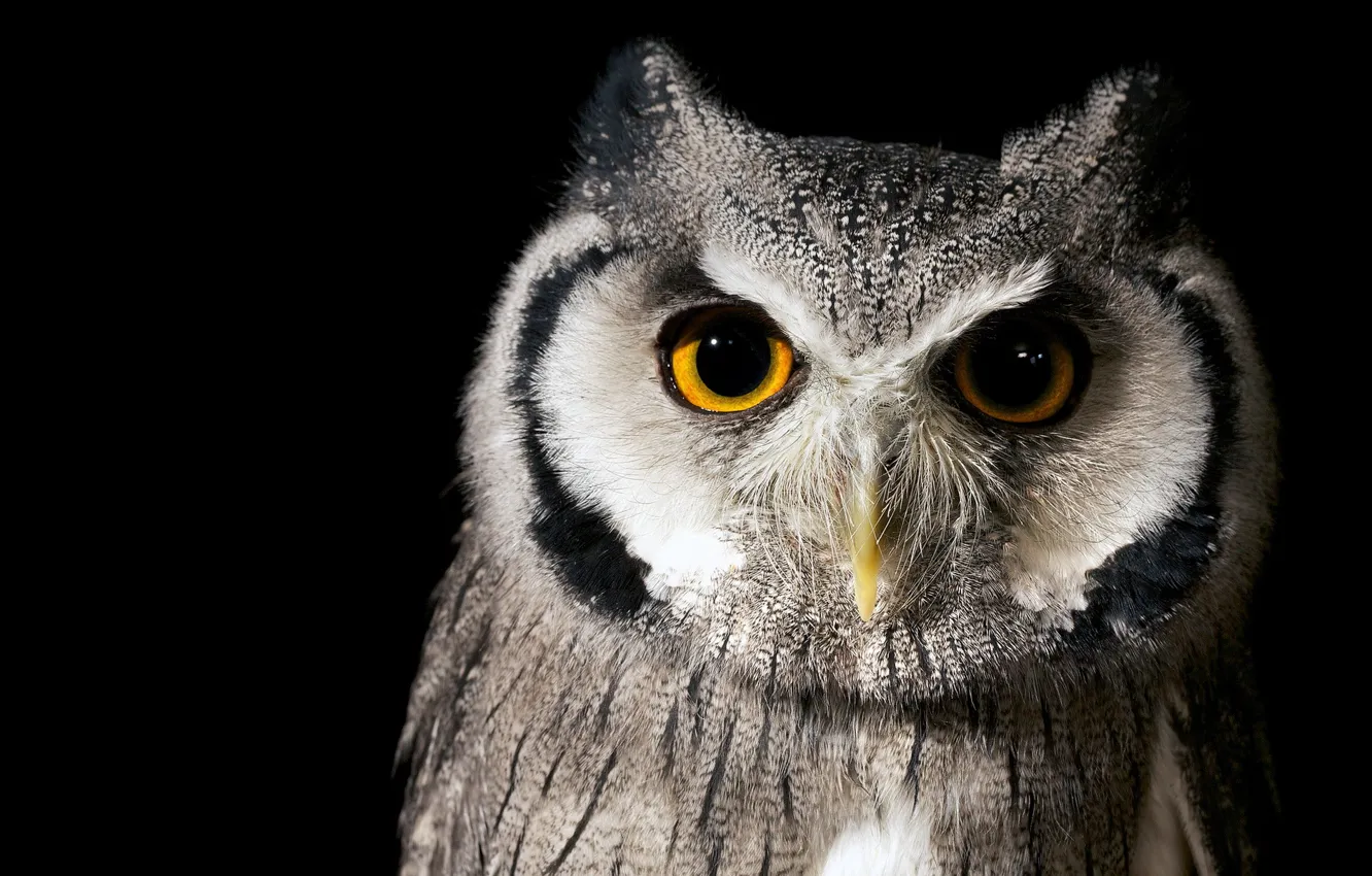 Photo wallpaper nature, owl, bird