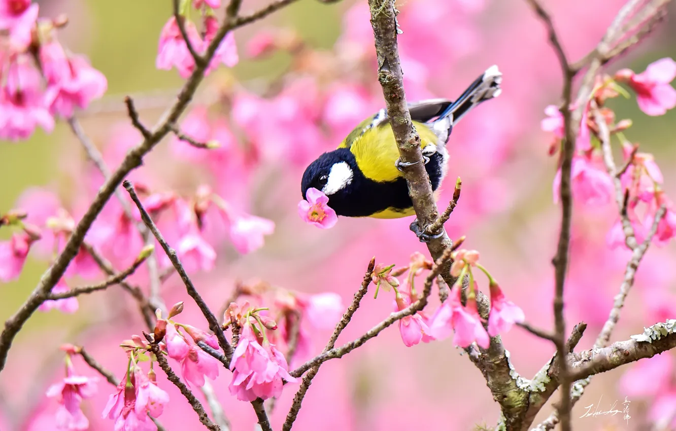 Photo wallpaper trees, bird, spring, tit