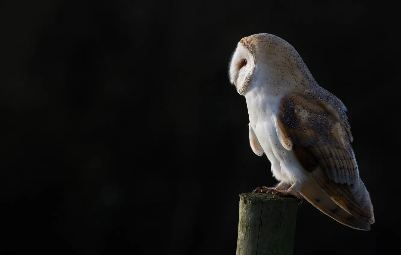 Photo wallpaper the dark background, owl, bird, posts, black background, the barn owl