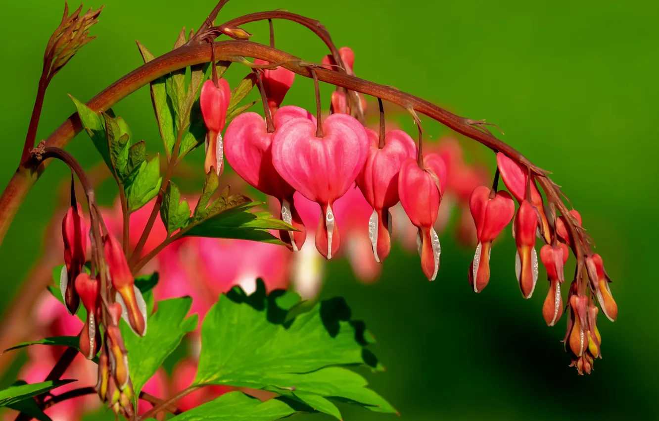 Photo wallpaper flowers, green, background, hearts, pink, broken heart, the bleeding heart