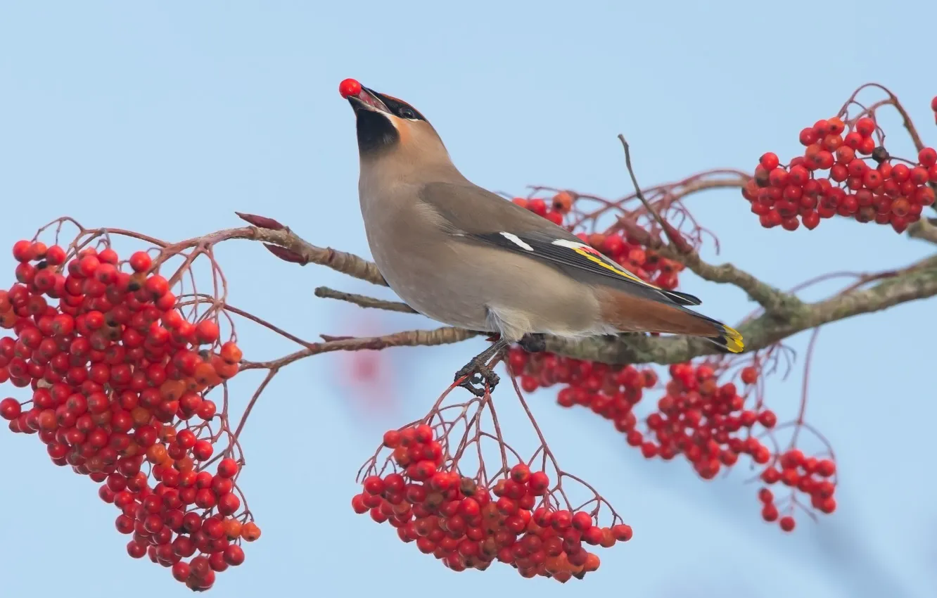 Photo wallpaper nature, berries, bird, Rowan, the Waxwing
