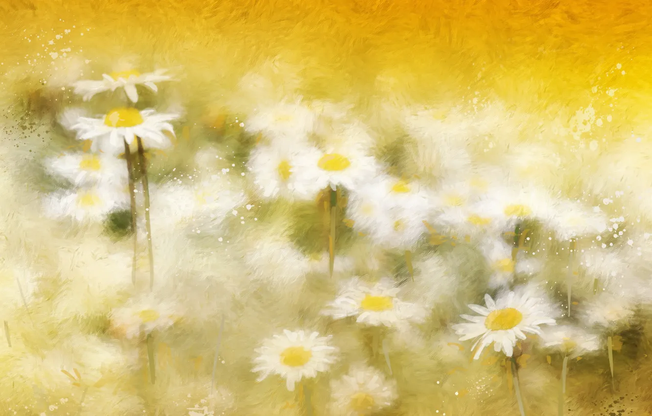 Photo wallpaper background, color, chamomile