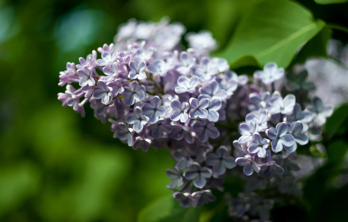 Photo wallpaper leaves, spring, lilac
