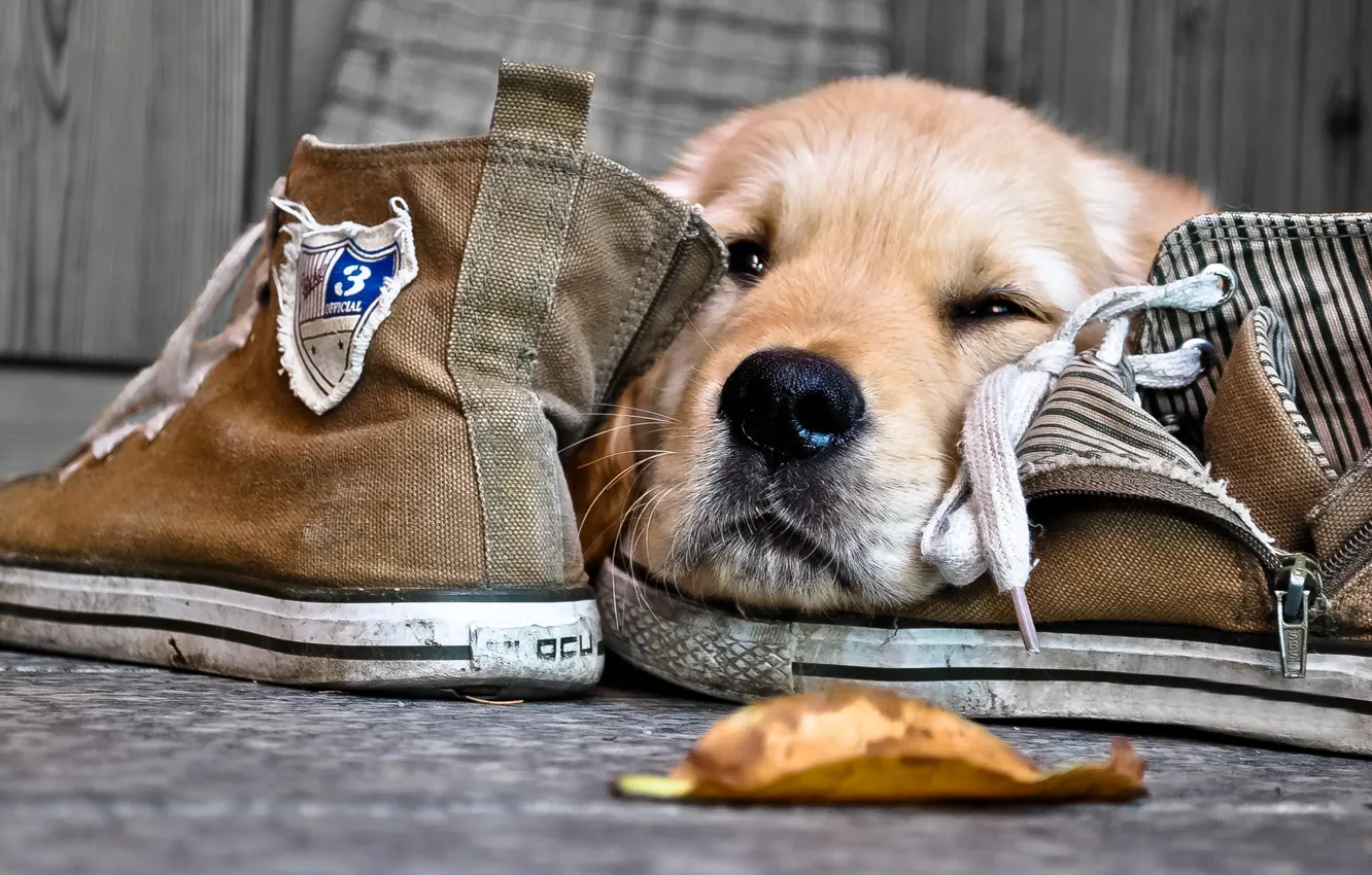 Photo wallpaper face, sneakers, dog, nose