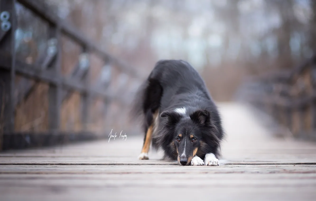 Photo wallpaper look, each, dog