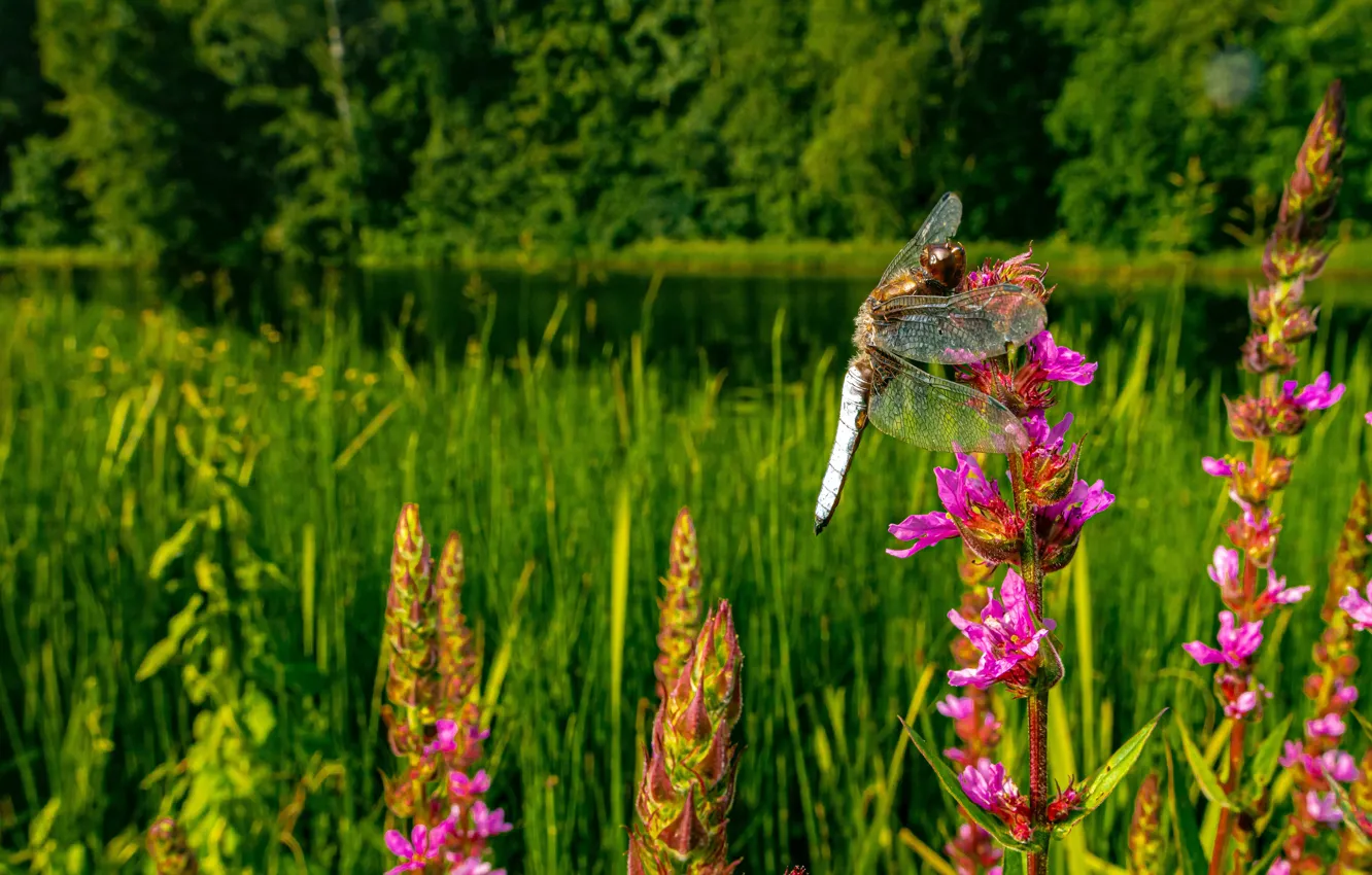 Photo wallpaper forest, summer, macro, flowers, nature, glade, dragonfly, pink