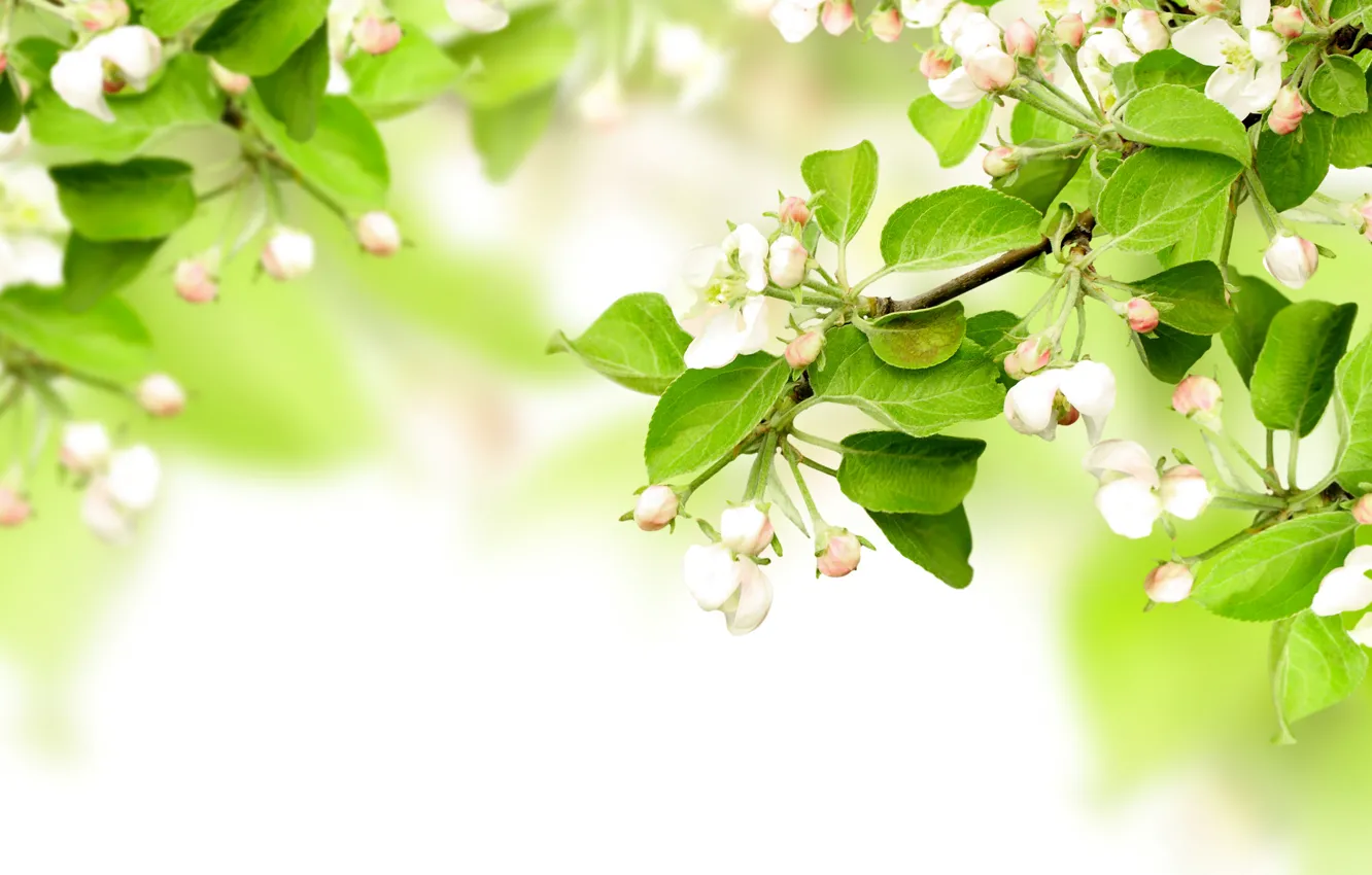 Photo wallpaper leaves, flowers, branches, spring, Apple